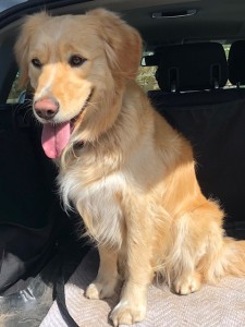 Bürohund von connect