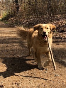 Bürohund von connect
