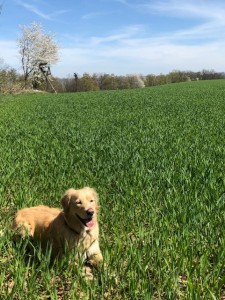 Bürohund von connect