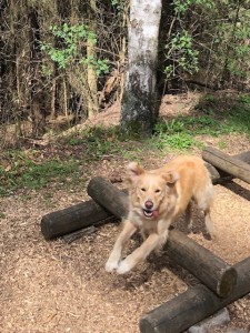 Bürohund von connect